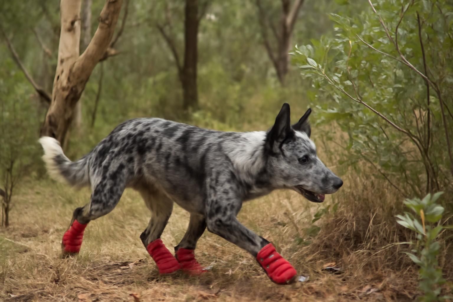 discover the incredible story of bear, the australian canine hero who saved over 100 koalas before retiring. learn about his bravery and dedication in wildlife rescue.