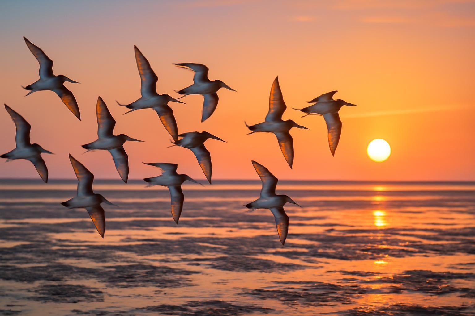 discover the incredible global migration of arctic shorebirds as they embark on an epic journey to reach australia's shores, showcasing nature's marvels and endurance.